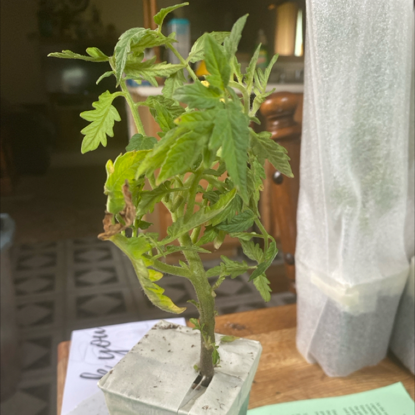 Photo of the plant species Mortgage Lifter by @PeakAnimatedoat named Charlie on Greg, the plant care app