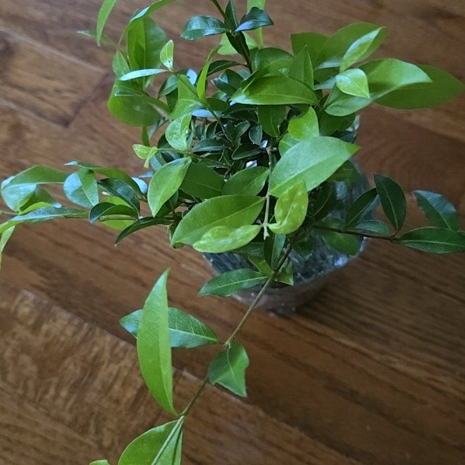 Photo of the plant species Barbados Cherry by @RousingMahoe named Morgan Treeman on Greg, the plant care app