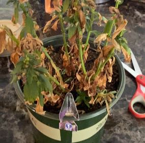 Photo of the plant species Archangel Angelonia by @NiftyMingfern named Bieber on Greg, the plant care app