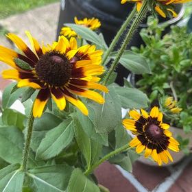 Photo of the plant species Blackeyed Susan by @DeanPōhutukawa named Duke on Greg, the plant care app