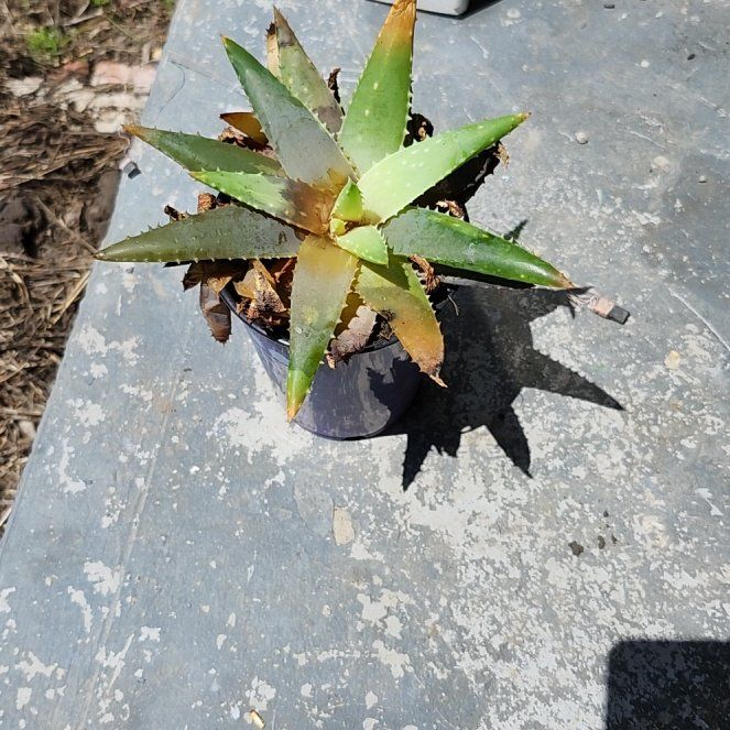 Photo of the plant species Texas Paloverde by @TrueNjoypothos named Walt on Greg, the plant care app