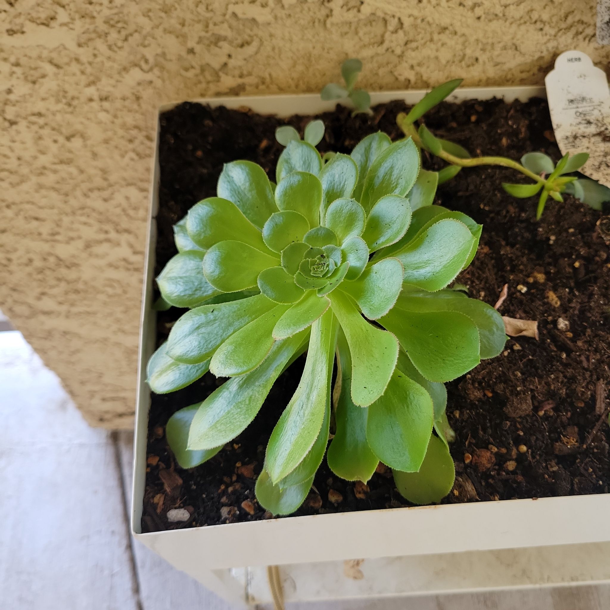 Photo of the plant species Hens and Chicks by @MrGreenThumb83 named Cleopatra on Greg, the plant care app