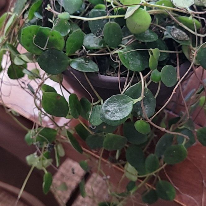 Photo of the plant species Codonanthe devosiana by @CozyMothorchid named Rihanna on Greg, the plant care app