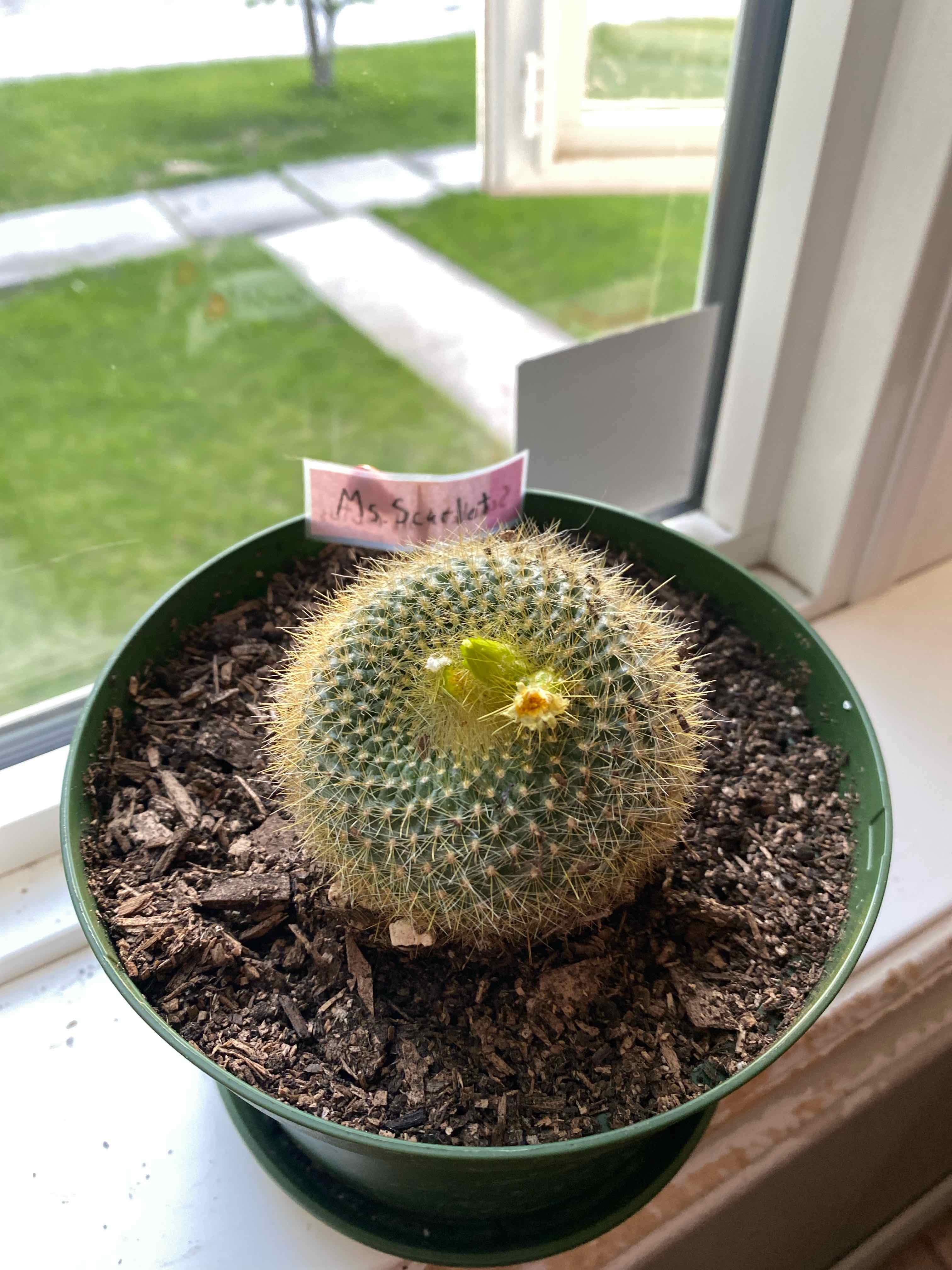 Scarlet Ball Cactus in a pot on a windowsill with visible soil.