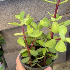 Photo of the plant species Large Leaf Elephant Bush by @LeadingRedlog named Fernie Saunders on Greg, the plant care app