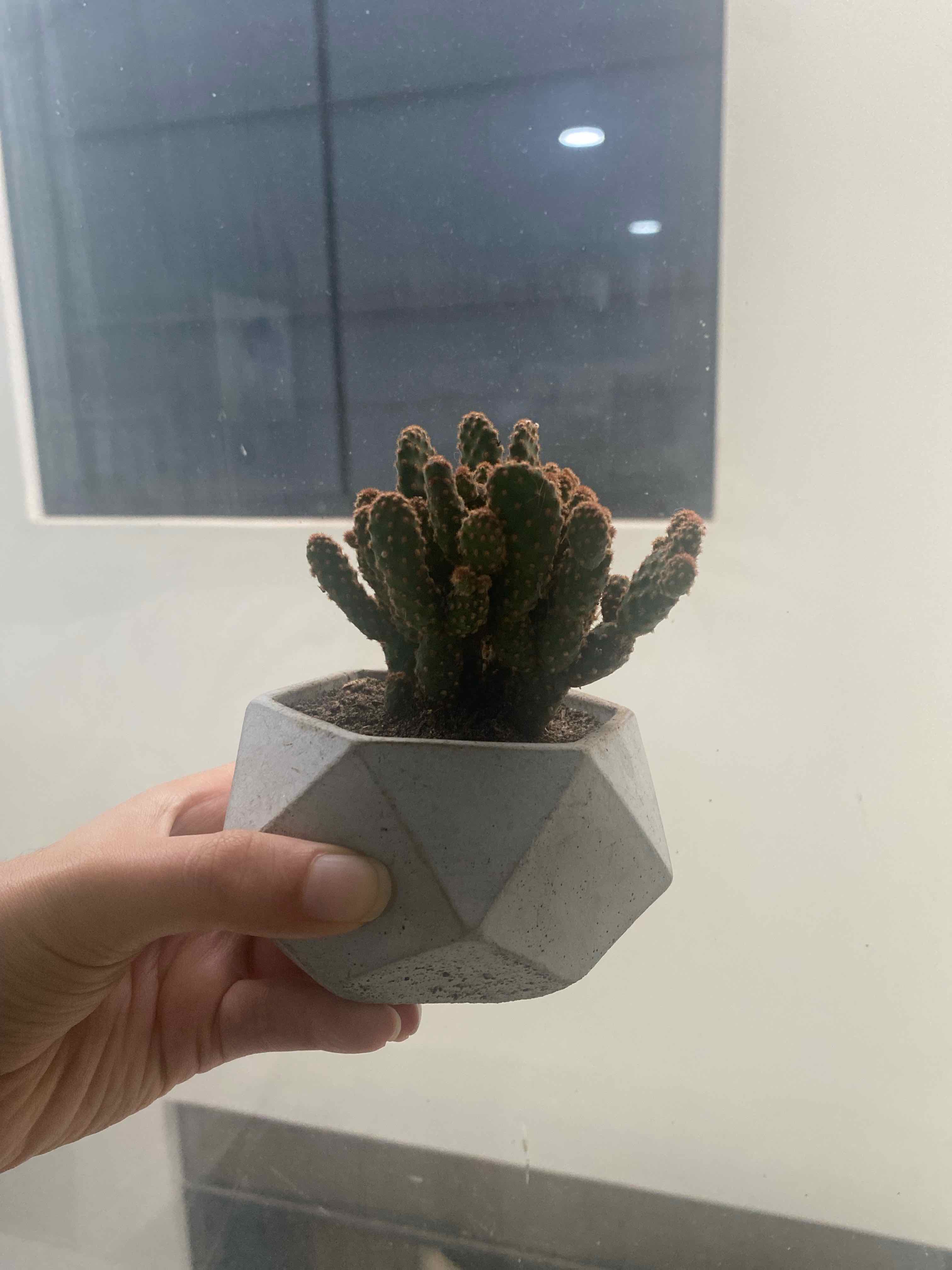 Bakersfield Beavertail Cactus in a geometric pot held by a hand, indoor setting.