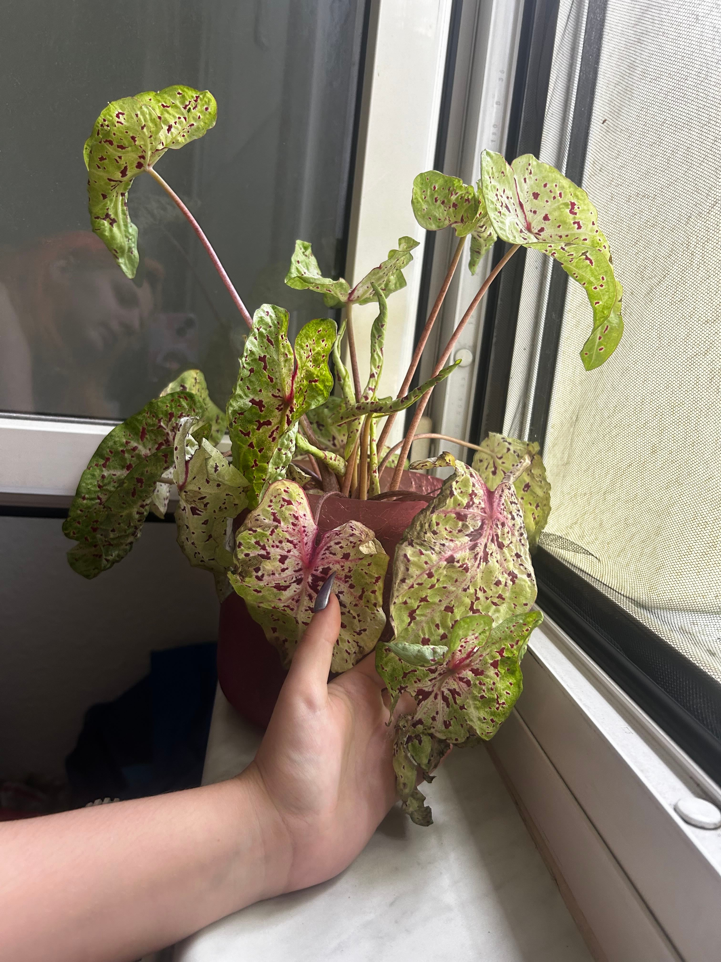 YearRound Light Requirements For My Caladium 'Miss Muffet'