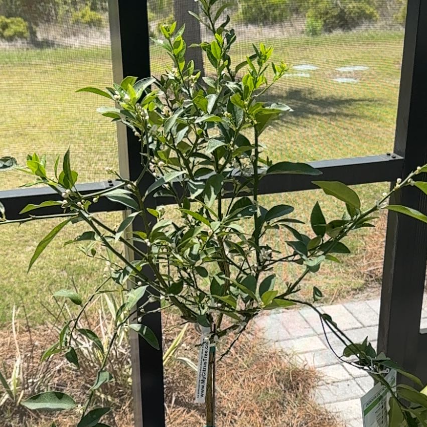Photo of the plant species Key Lime Lakeland by @NovelRambutan named Kylie on Greg, the plant care app