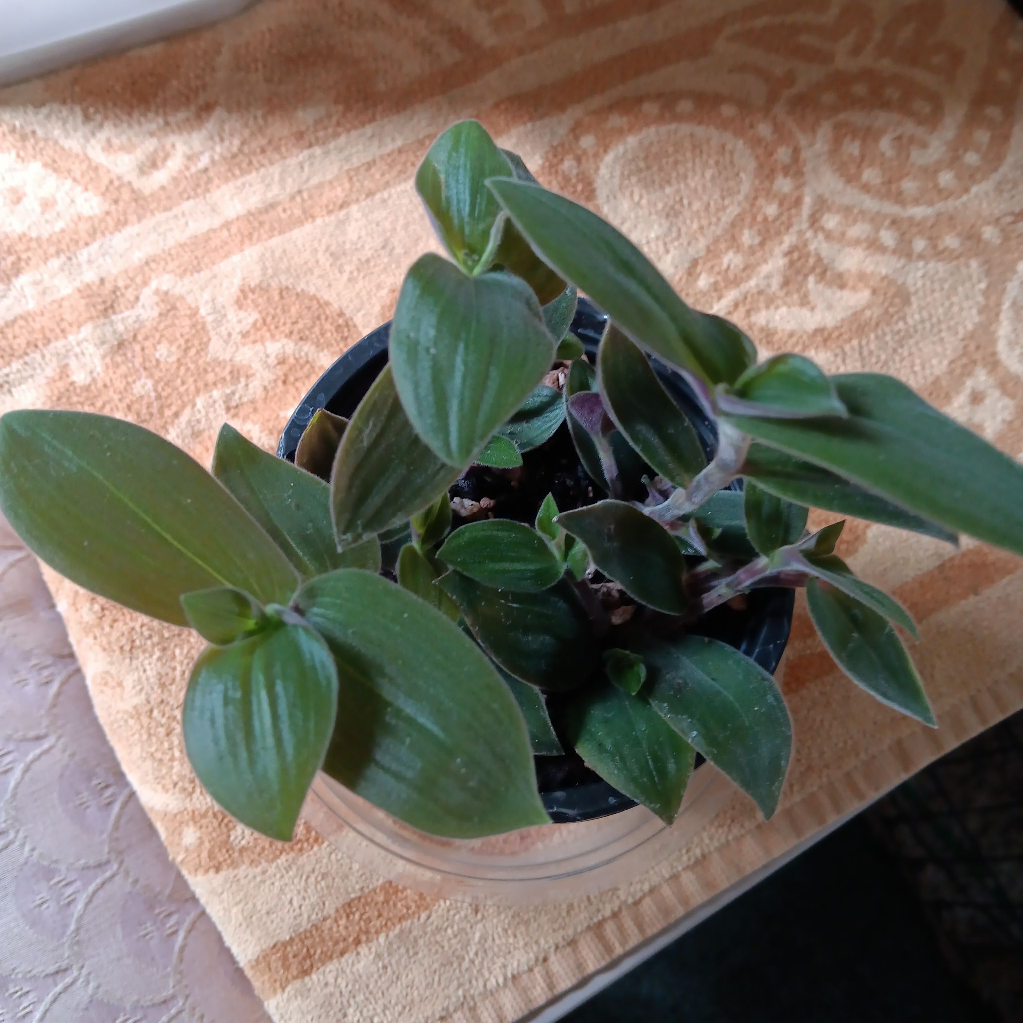 Photo of the plant species Baby Bunny Belly by @BuffLenophyllum named Bunny on Greg, the plant care app