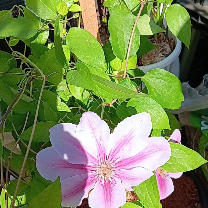 Photo of the plant species Clematis 'Bees Jubilee' by @BuffLenophyllum named Harmony on Greg, the plant care app
