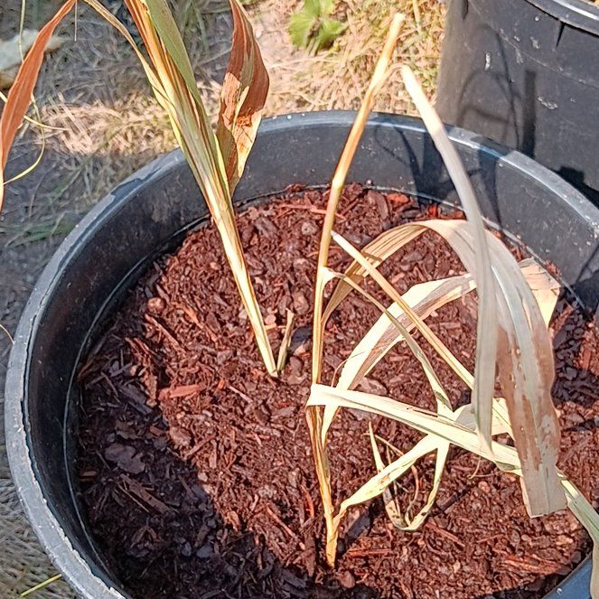Photo of the plant species Crocosmia 'Croesus' by @BuffLenophyllum named Red on Greg, the plant care app