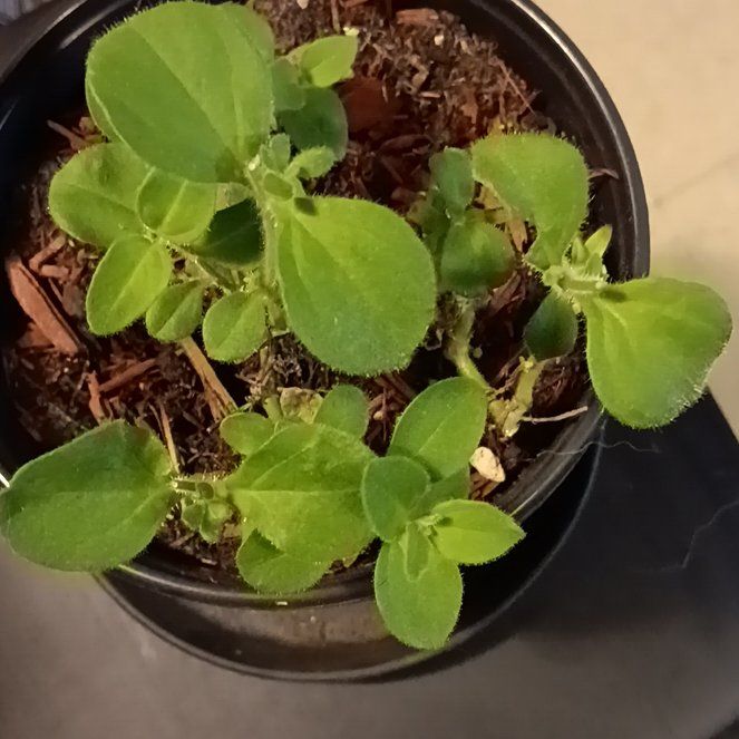 Photo of the plant species Supertunia Mini Vista Violet Star by @BuffLenophyllum named Petunia on Greg, the plant care app