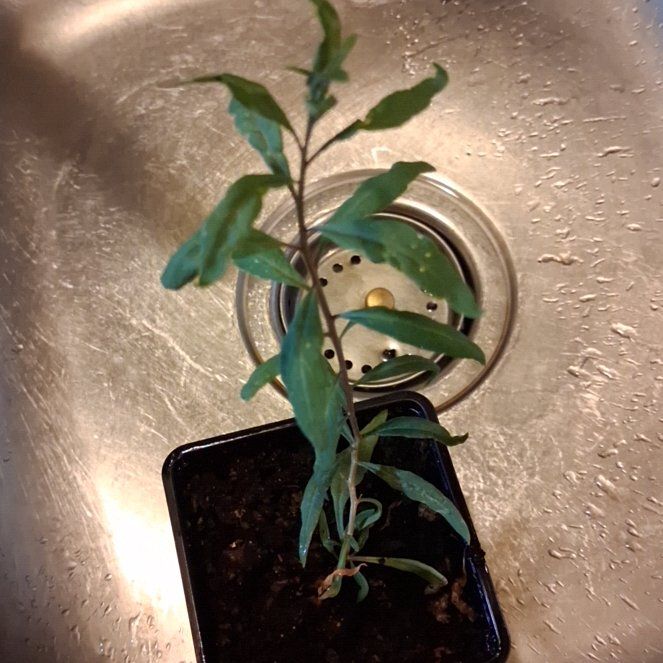 Photo of the plant species Chinese Wolfberry by @BuffLenophyllum named Goji on Greg, the plant care app