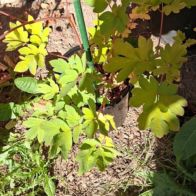 Photo of the plant species Asian Bleeding-Heart by @BuffLenophyllum named Hearts on Greg, the plant care app