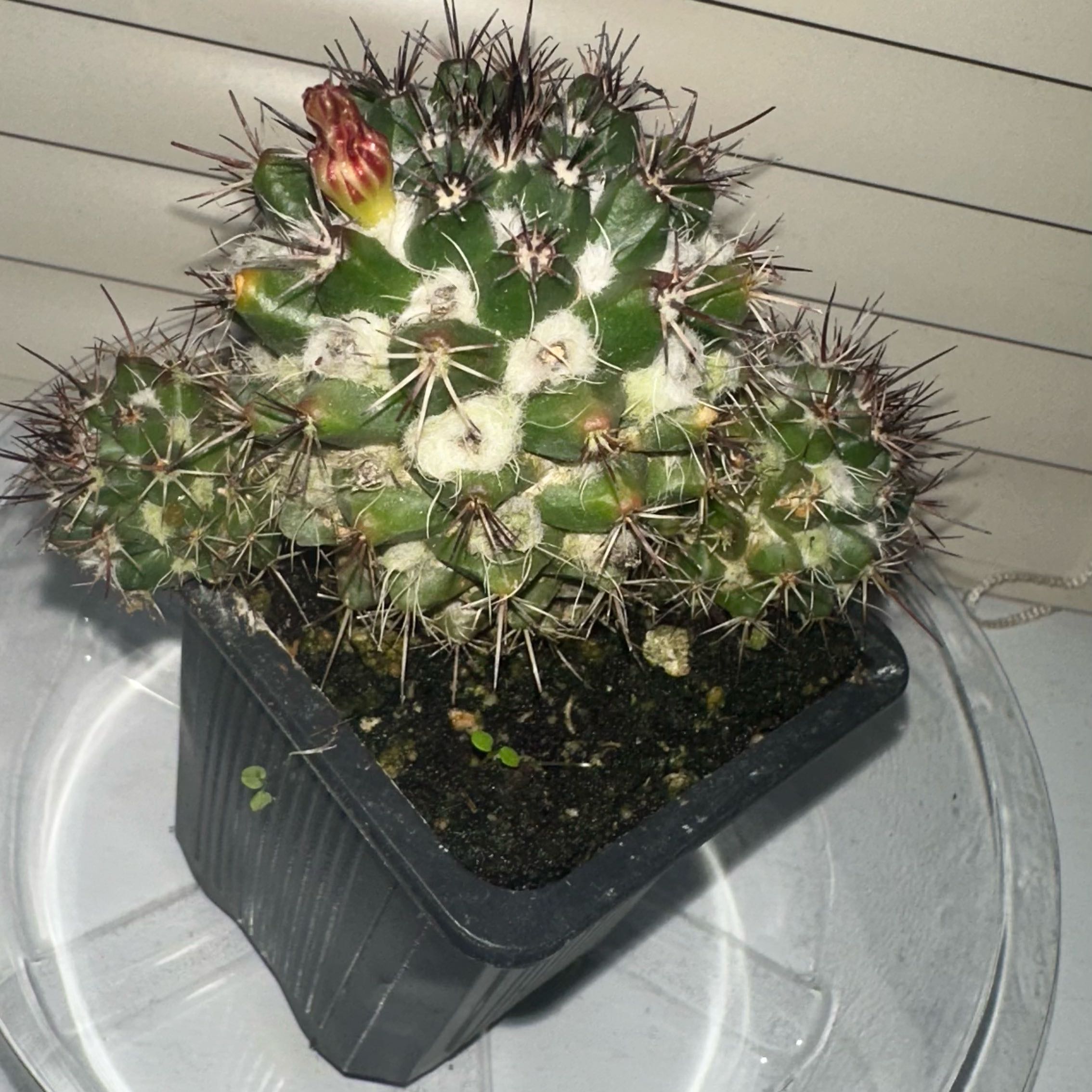 Photo of the plant species Mammillaria voburnensis by @K.Cactus20 named William on Greg, the plant care app