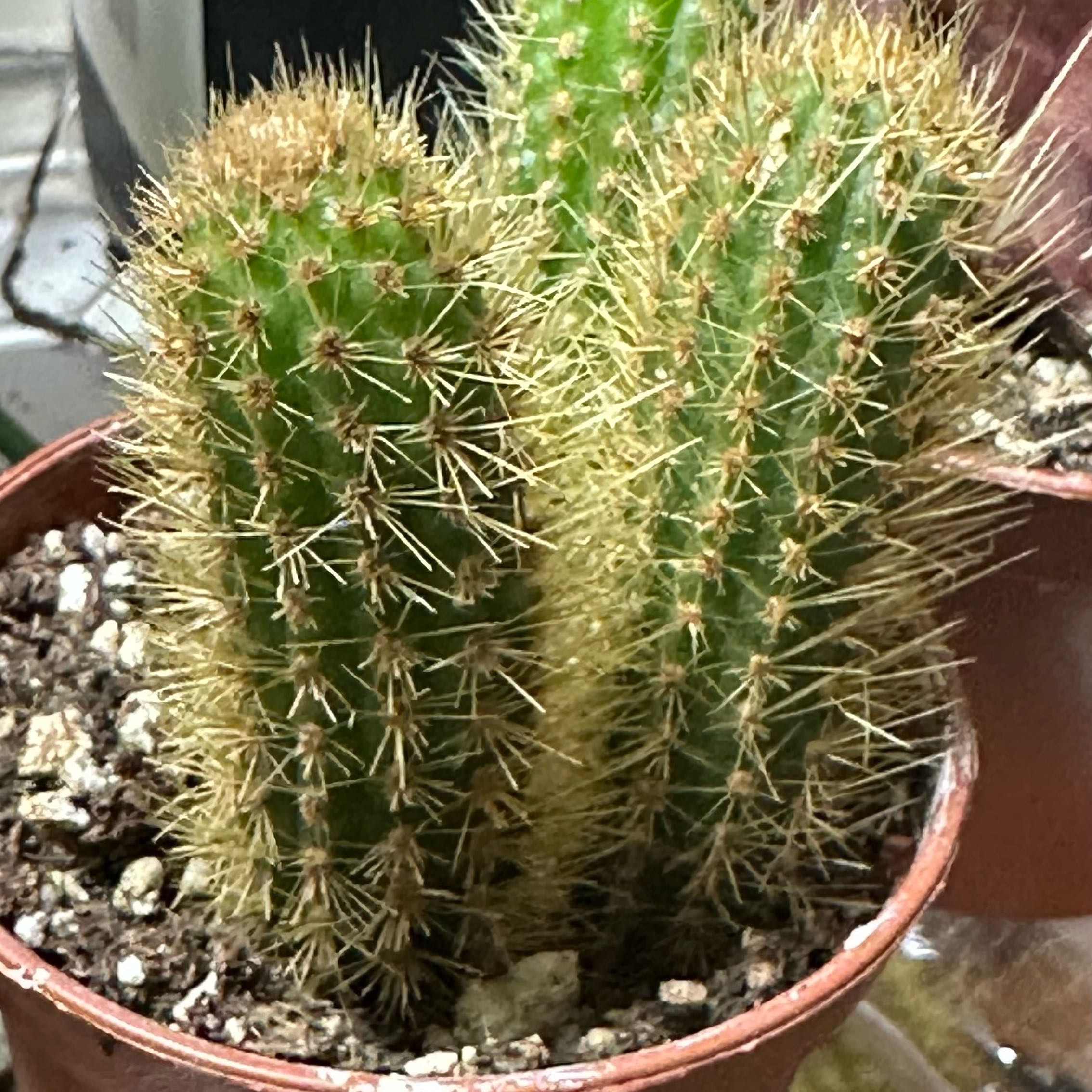 Photo of the plant species Fox tail Cactus by @K.Cactus20 named Celeste on Greg, the plant care app