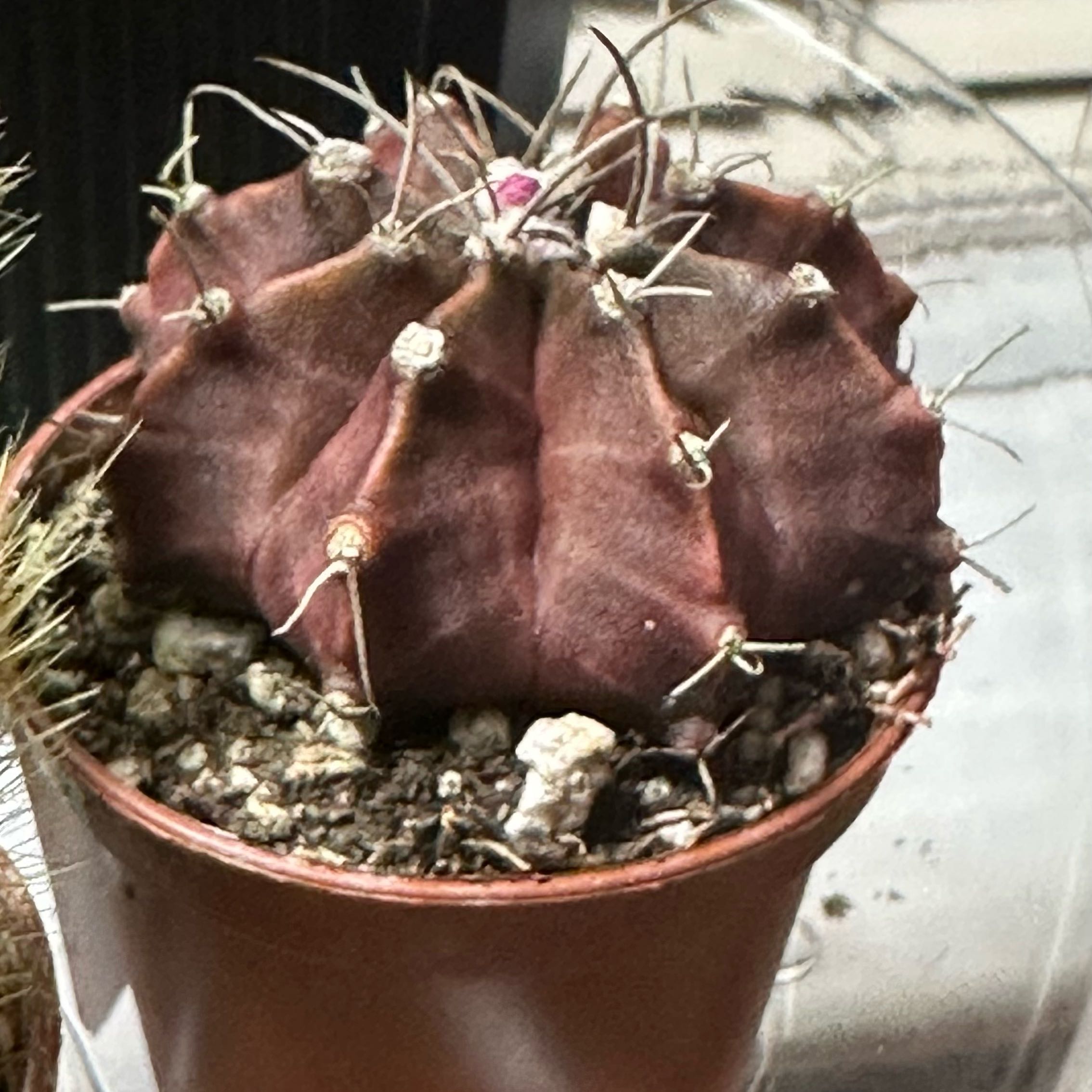 Keep Your Gymnocalycium stenopleurum 'Variegata' Alive: Light