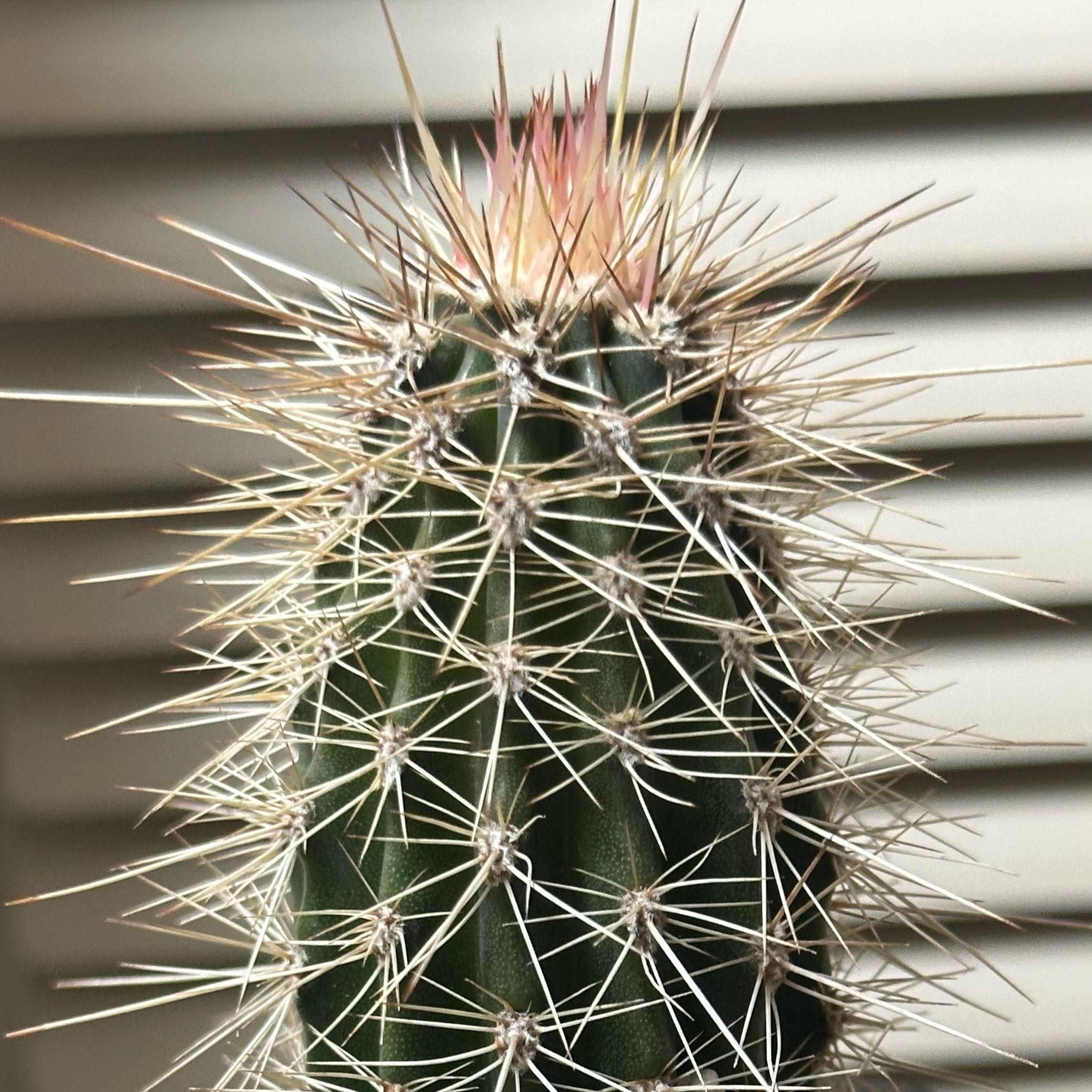 Photo of the plant species Pinkflower Hedgehog Cactus by @K.Cactus20 named Brittany on Greg, the plant care app