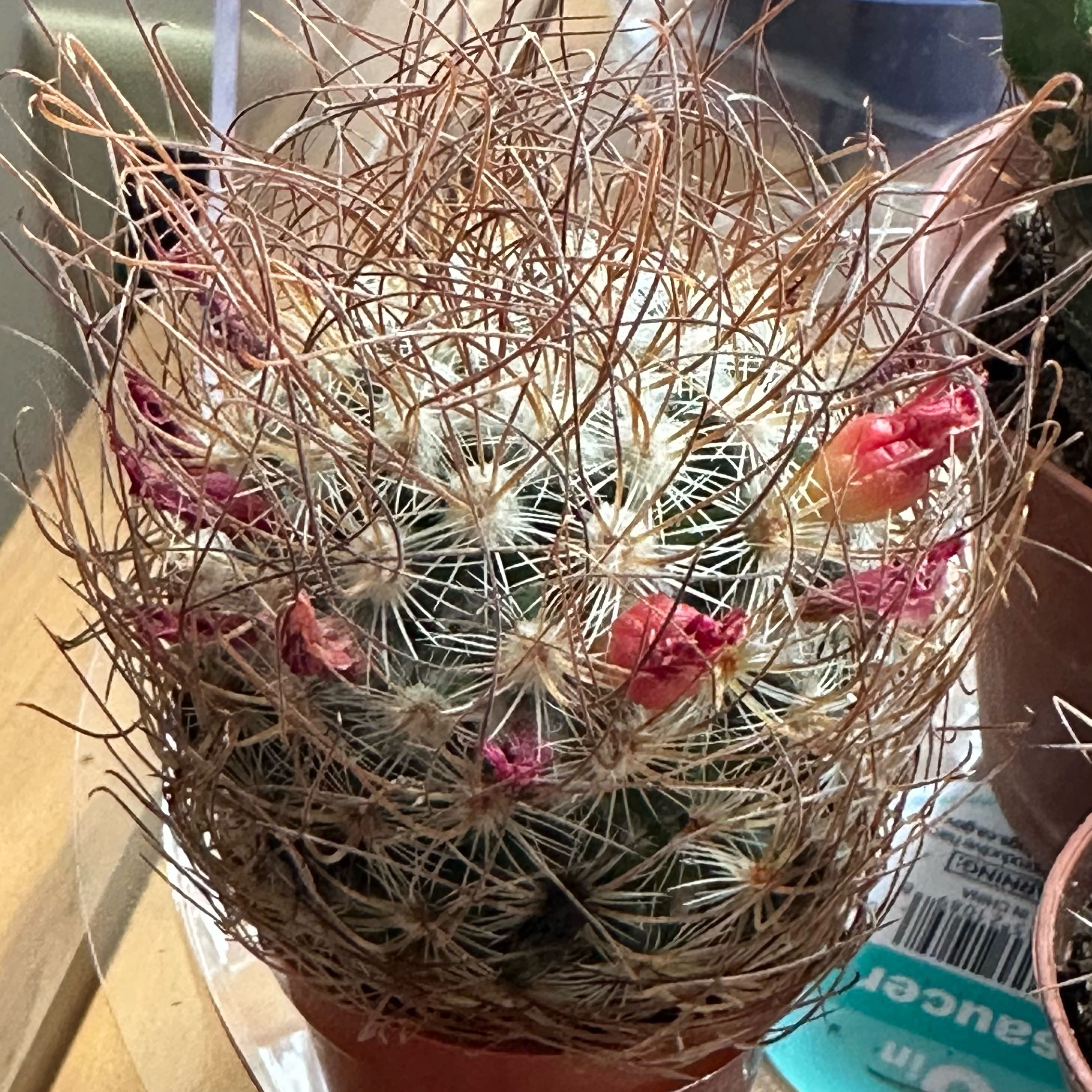 Photo of the plant species Scheer's Fishhook Cactus by @K.Cactus20 named Elizabath on Greg, the plant care app