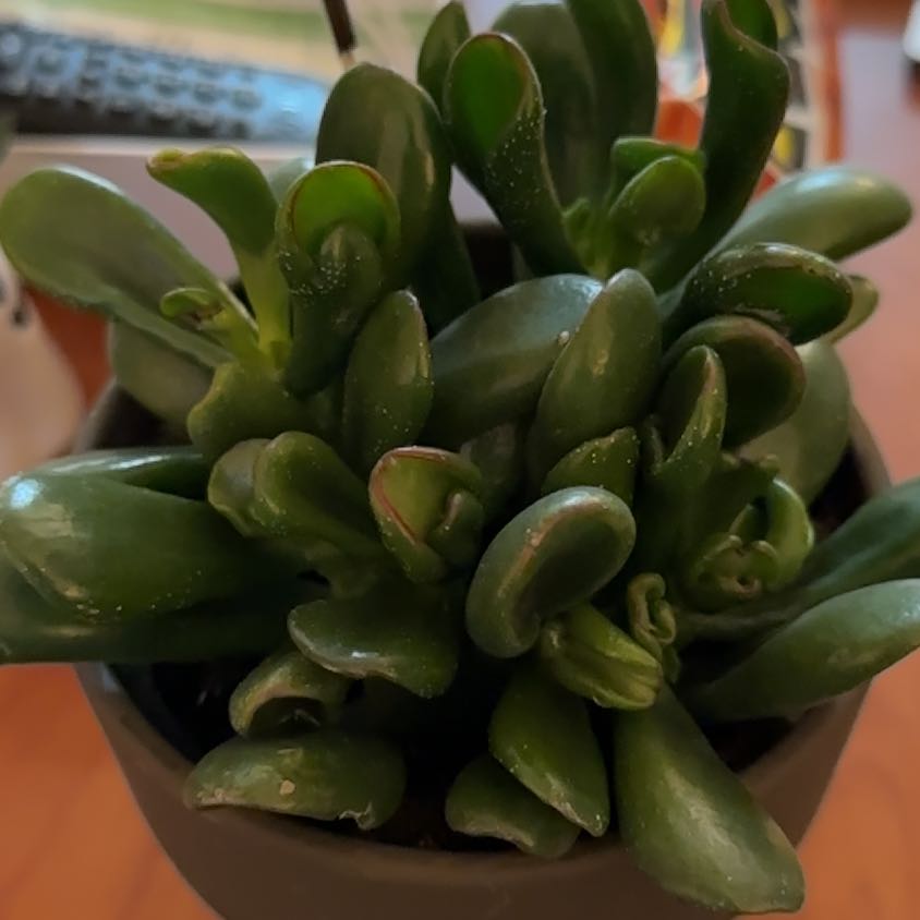 Photo of the plant species Gandalf Jade by @K.Cactus20 named Dolores on Greg, the plant care app