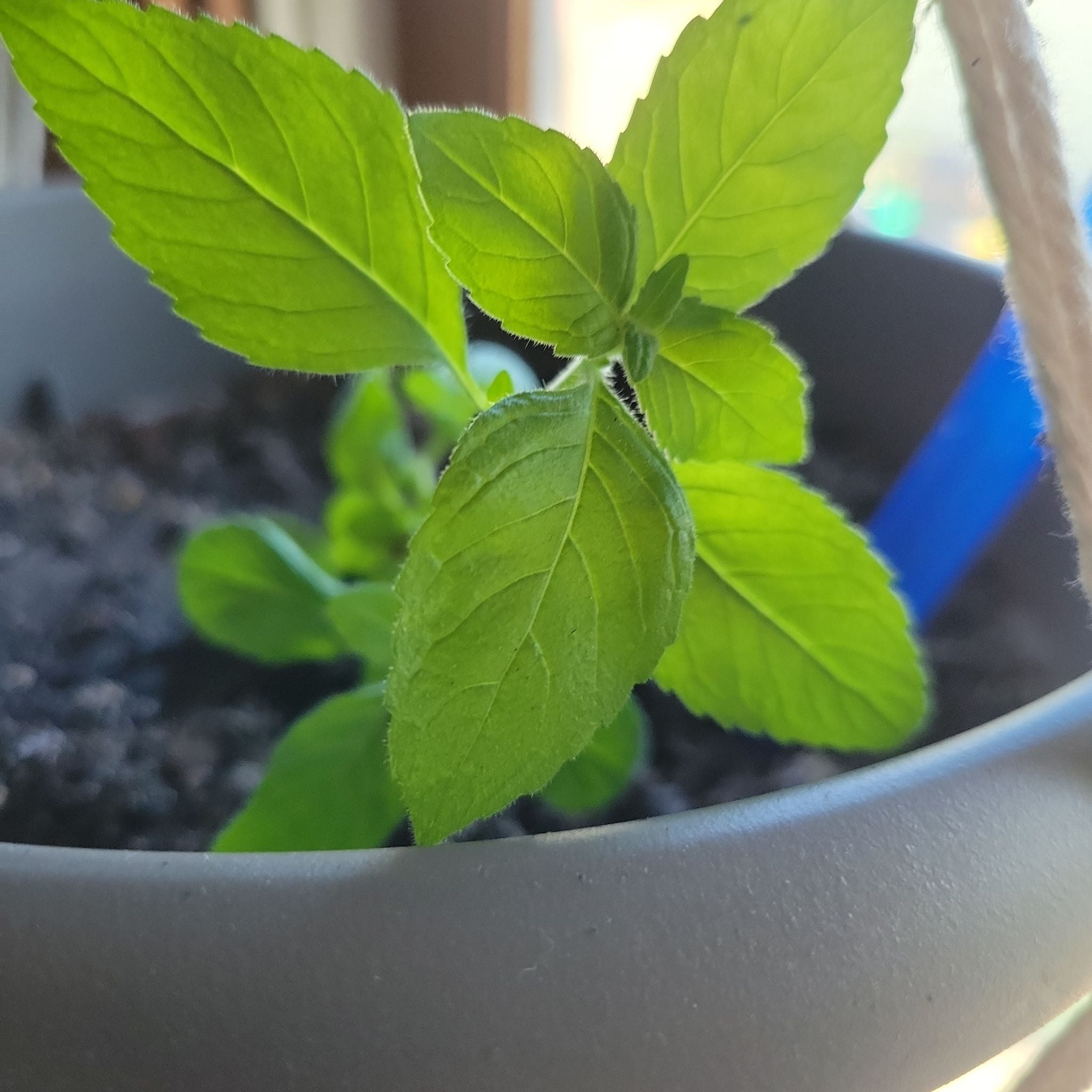 Photo of the plant species Kentucky Colonel Mint by @SensitiveChilli named Kardashian on Greg, the plant care app