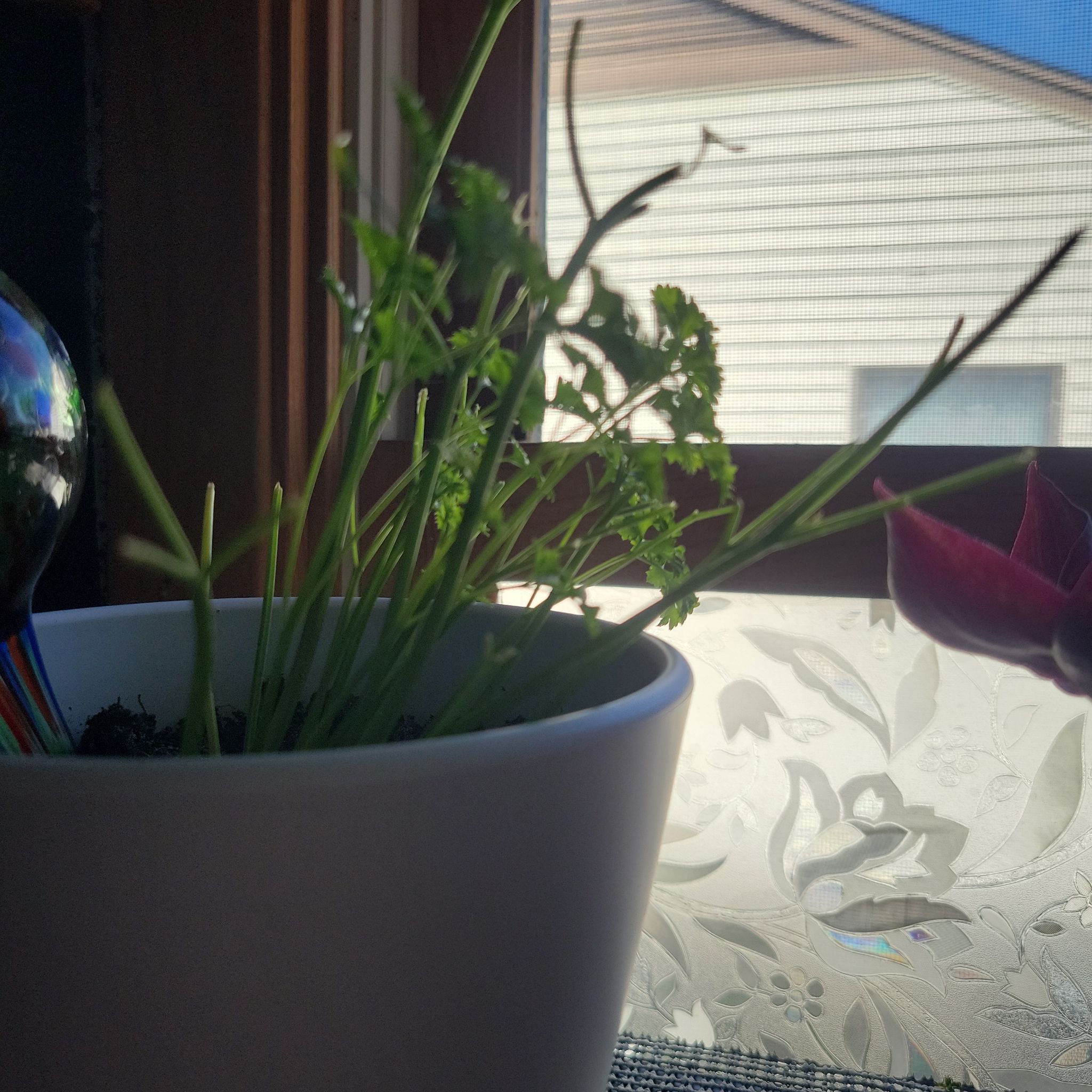 Photo of the plant species Curly (Common) Parsley by @SensitiveChilli named Curled Parsley on Greg, the plant care app