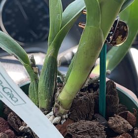 Photo of the plant species jackfowlieara appleblossom 'NN' yellow cattleya orchid by @ProfusePegaropa named Apollo on Greg, the plant care app