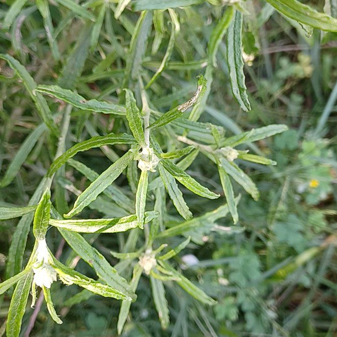 Photo of the plant species Purpleleaf Willowherb by @QuietOxlip35 named Hemingway on Greg, the plant care app