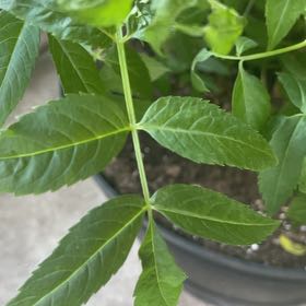 Photo of the plant species Black Elderberry by @HipCumanragweed named Sigmund on Greg, the plant care app