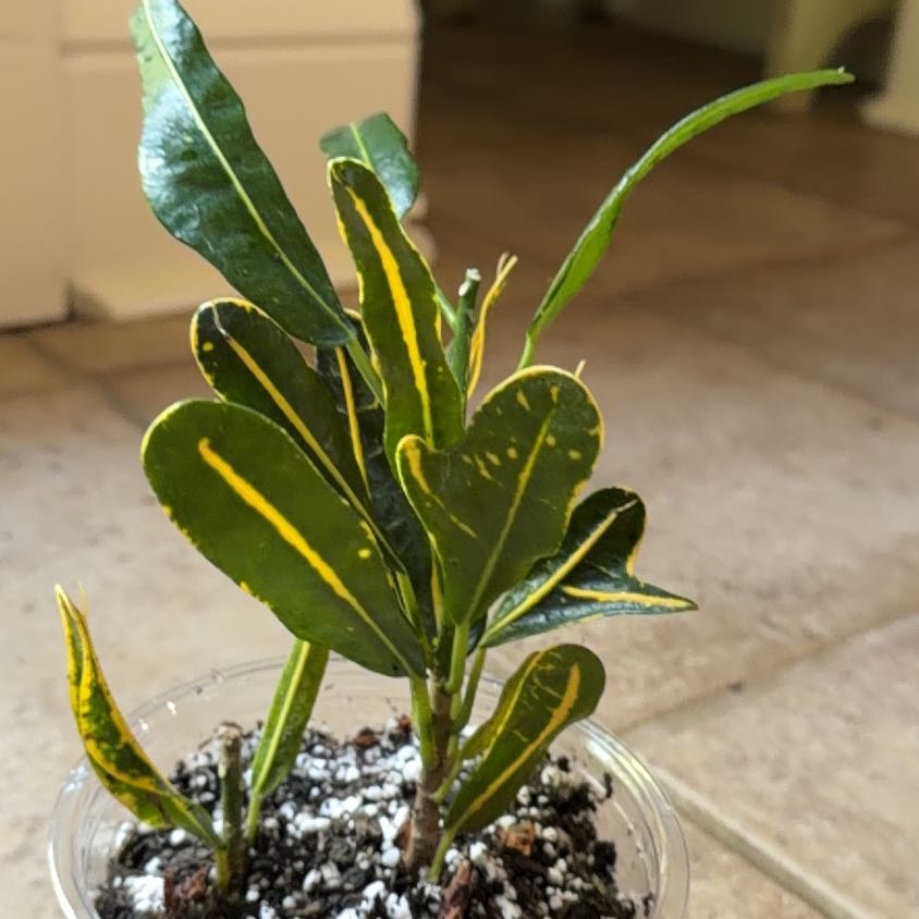 Photo of the plant species Banana Croton by @LightLaceflower named Harry on Greg, the plant care app