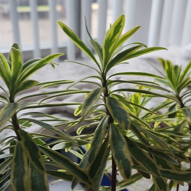 Photo of the plant species Martin's Spurge by @JuicyManchineel named Drake on Greg, the plant care app