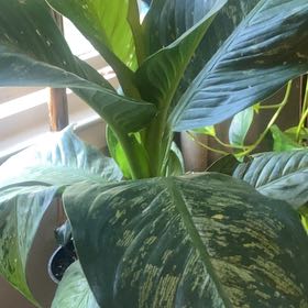 Photo of the plant species Dumb Cane by @ClubbySeraphina named Sherlock on Greg, the plant care app