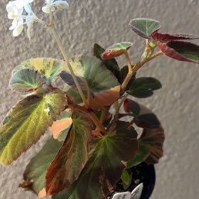 Photo of the plant species Brazilian Lady Begonia by @PalpableTwister named Withlacoochie on Greg, the plant care app