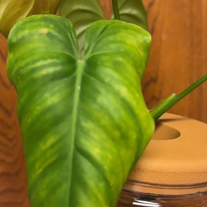 Photo of the plant species Philodendron esmeraldense by @PalpableTwister named Goat on Greg, the plant care app