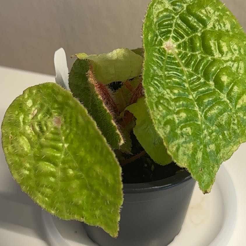 Photo of the plant species Spider Web Begonia by @PalpableTwister named Pauly on Greg, the plant care app