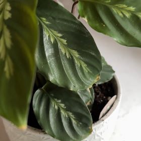 Photo of the plant species Goeppertia louisae by @ZingCarrotwood named Sherlock on Greg, the plant care app