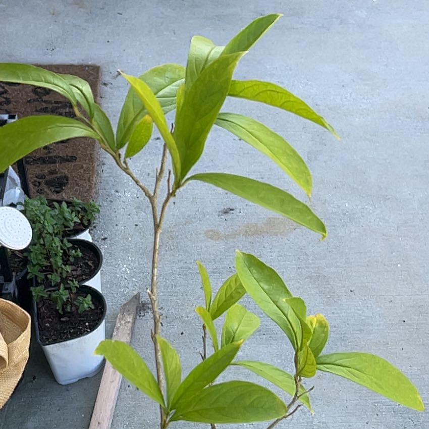 Photo of the plant species Yesterday Today & Tomorrow by @FamedLarkspur named Sproutacus on Greg, the plant care app