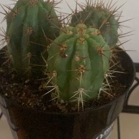Photo of the plant species Blue Cereus by @JollyFicusalii named Rosa on Greg, the plant care app