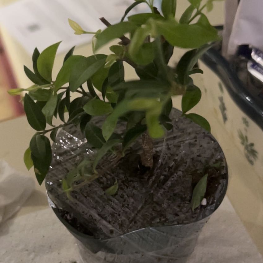 Photo of the plant species Barbados Cherry by @SuaveTreeonion named Stella on Greg, the plant care app