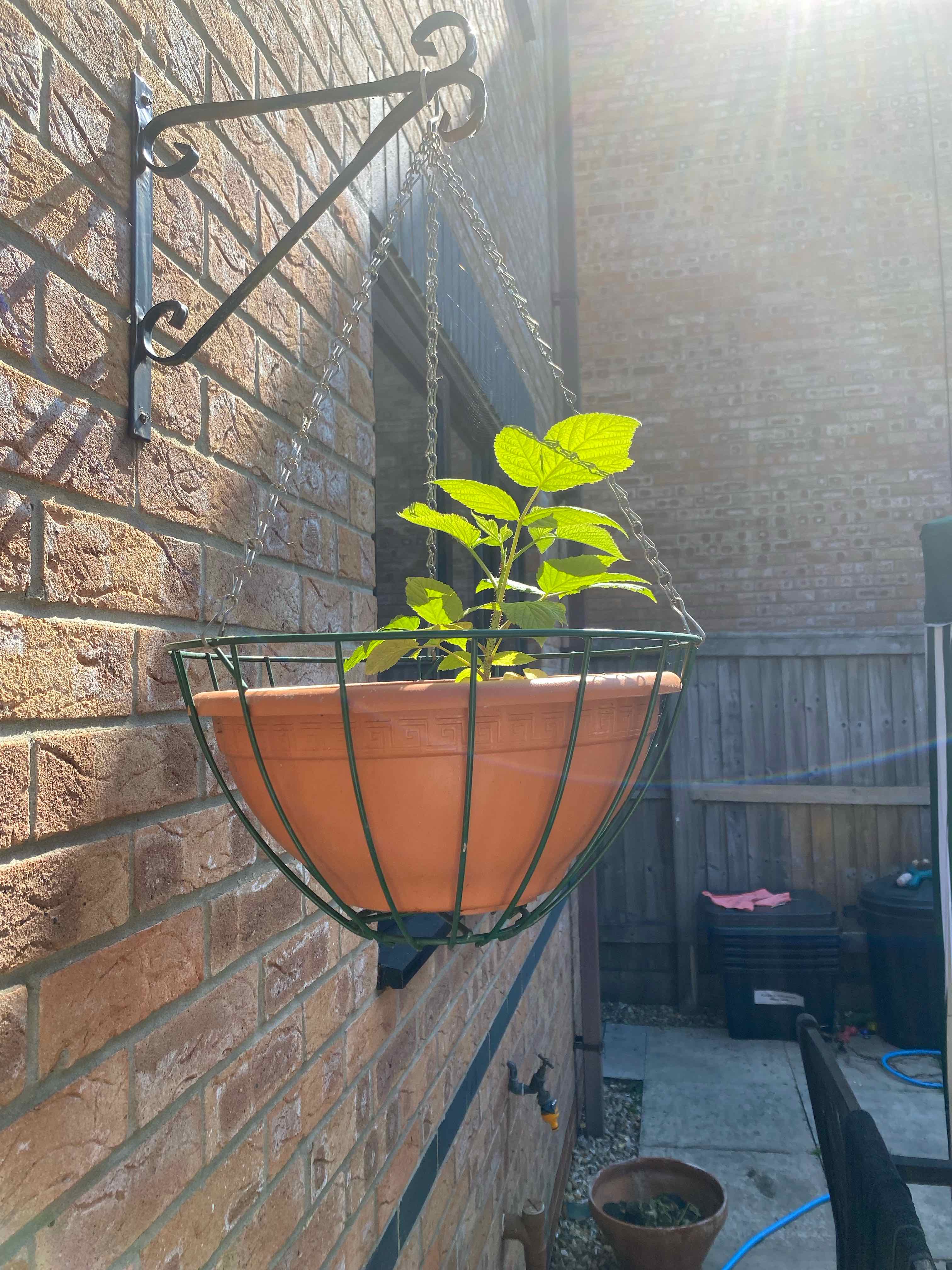 European Red Raspberry plant in a hanging pot attached to a brick wall.