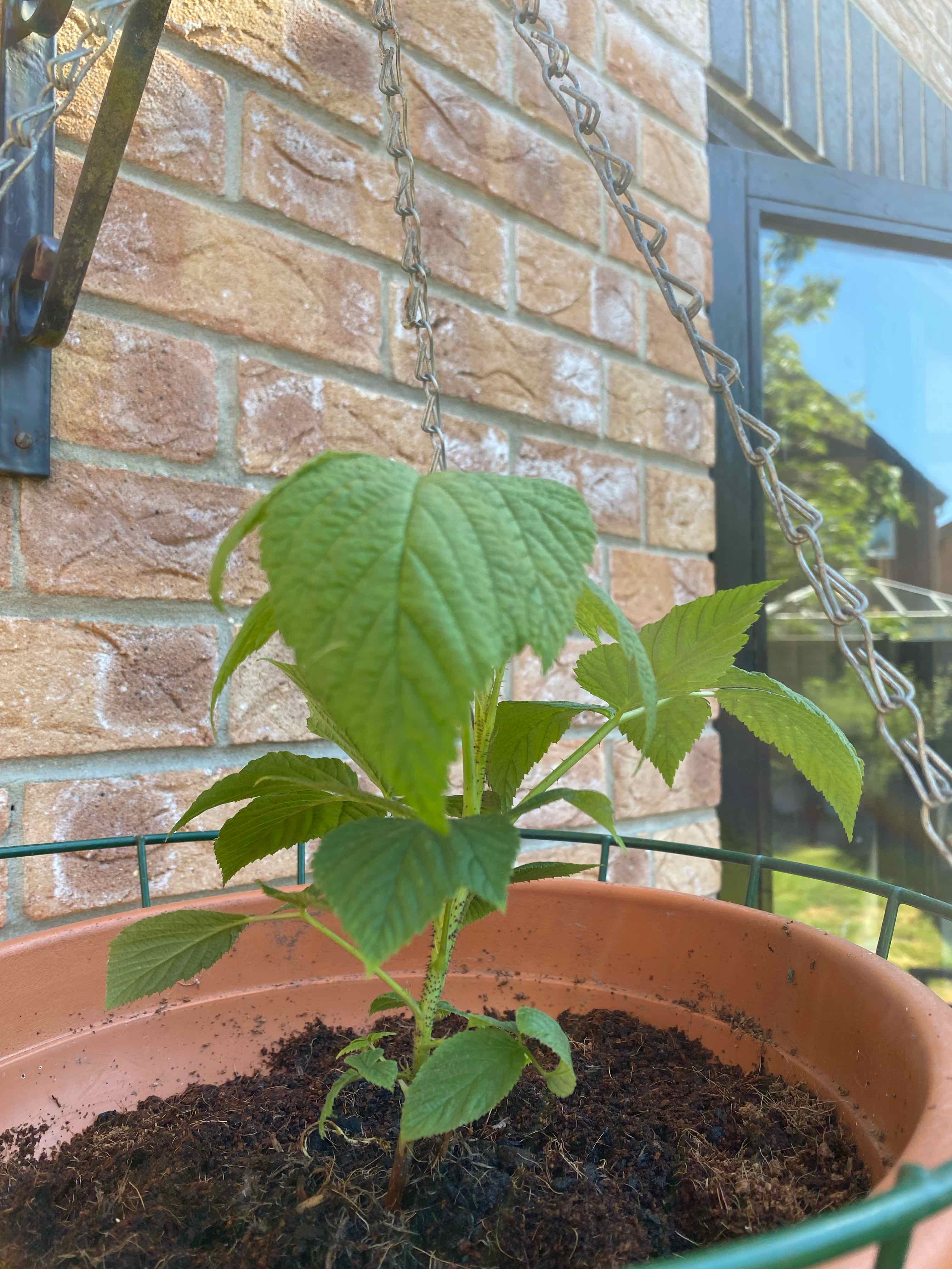 European Red Raspberry plant in a hanging pot with healthy green leaves against a brick wall.