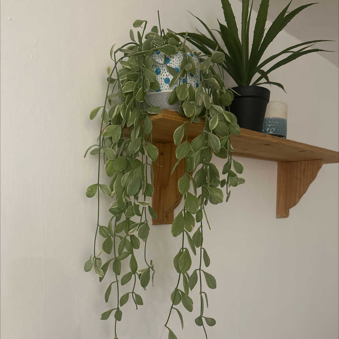 Dischidia oinatha plant on a wooden shelf with another plant in the background.