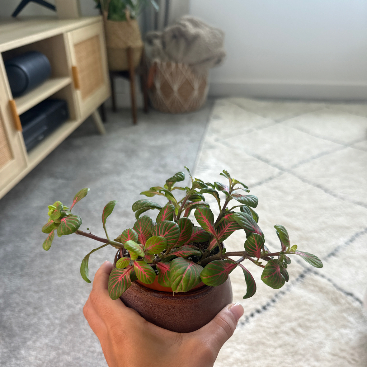 Photo of the plant species Nerve Plant by @paigejacobi named Sonora on Greg, the plant care app