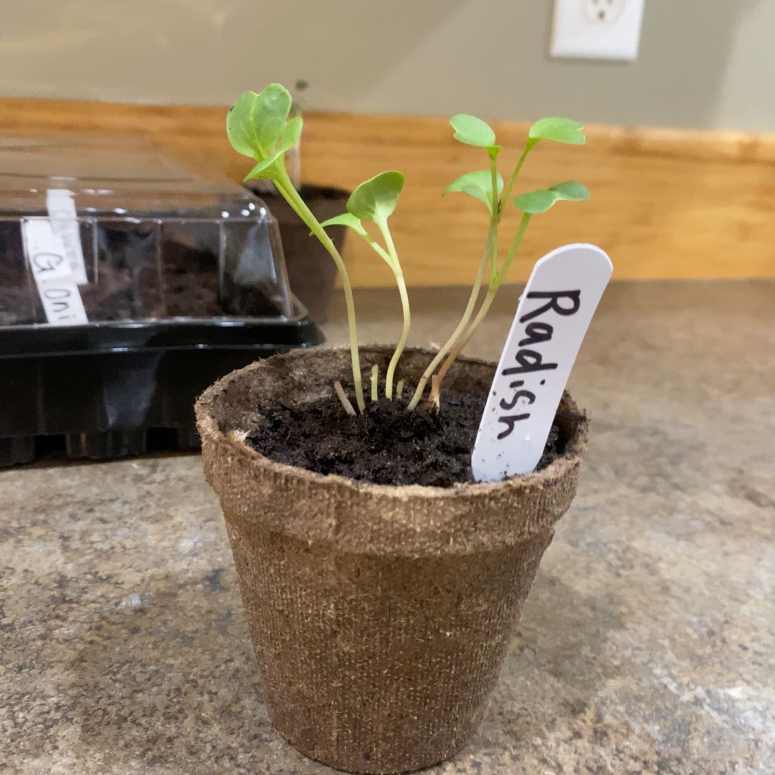 🌡 What Temperature Should My Radish Be Kept At?