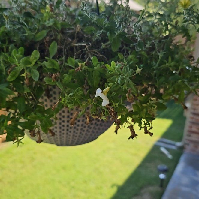 Photo of the plant species Superbells Yellow Chiffon Calibrachoa by @PetHighlandrush named Marilyn on Greg, the plant care app