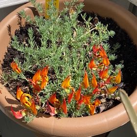 Photo of the plant species Lotus berthelotii by @Digitalbath named Calcifer on Greg, the plant care app