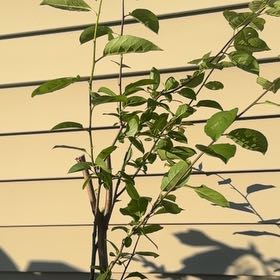 Photo of the plant species Plum by @GoldGuavatree named Elina on Greg, the plant care app