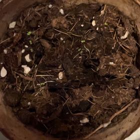 Photo of the plant species Peppermint by @Phenolphthalein named Peppo on Greg, the plant care app