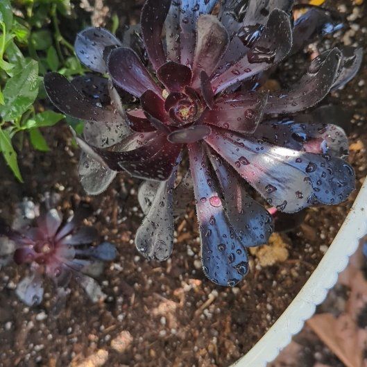 Photo of the plant species Zwartkop Black Rose by @BuddingWhitefir named Mr. Banks on Greg, the plant care app