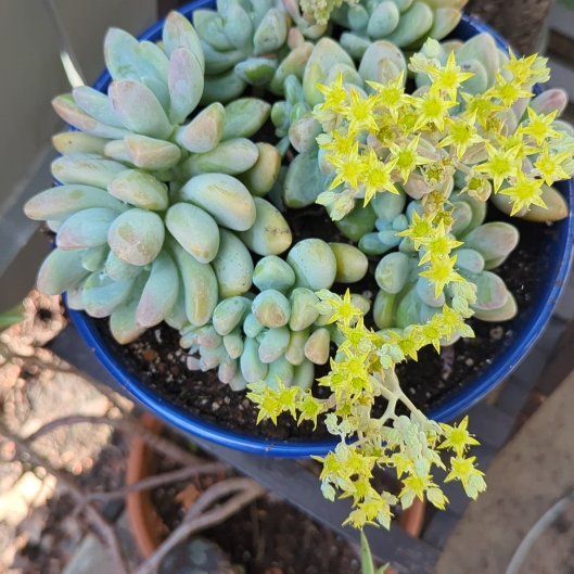 Photo of the plant species Blue Giant by @BuddingWhitefir named Carl on Greg, the plant care app